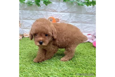 成約済の愛知県のトイプードル-337484の4枚目