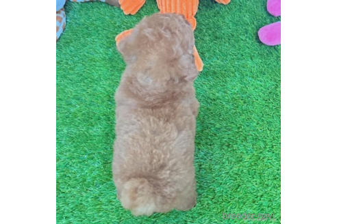 成約済の愛知県のトイプードル-337484の5枚目