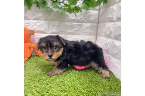成約済の愛知県のヨークシャーテリア-337502の2枚目