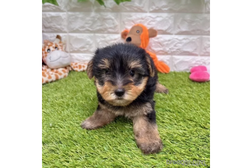 成約済の愛知県のヨークシャーテリア-337502の1枚目
