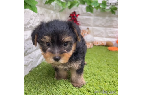 成約済の愛知県のヨークシャーテリア-337502の3枚目