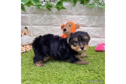 成約済の愛知県のヨークシャーテリア-337502の4枚目