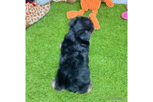 成約済の愛知県のヨークシャーテリア-337502の5枚目