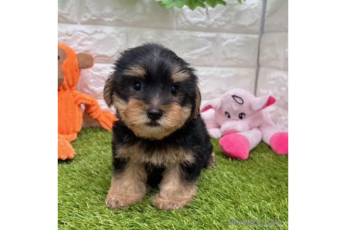成約済の愛知県のヨークシャーテリア-337506の3枚目