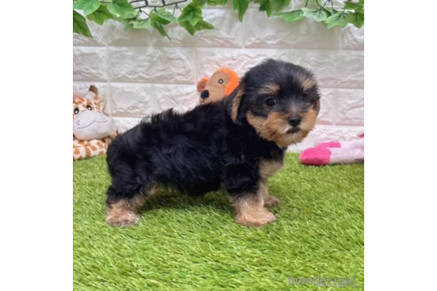 成約済の愛知県のヨークシャーテリア-337506の4枚目