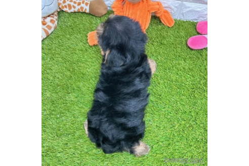 成約済の愛知県のヨークシャーテリア-337506の5枚目