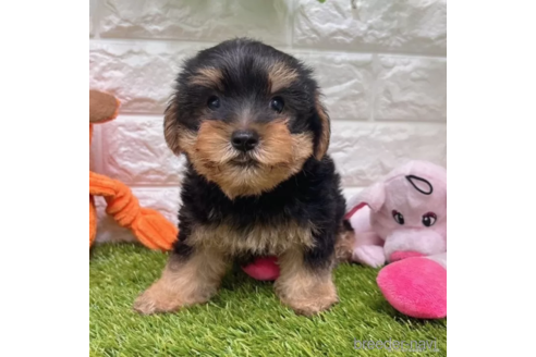 成約済の愛知県のヨークシャーテリア-337506の1枚目
