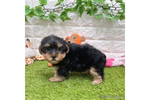 成約済の愛知県のヨークシャーテリア-337506の2枚目