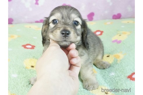 成約済の兵庫県のミニチュアダックスフンド(ロングヘアード)-337540の2枚目