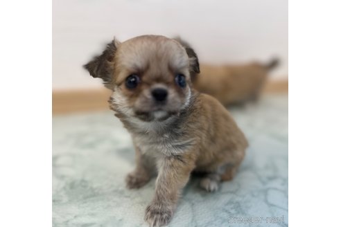 成約済の香川県のチワワ(ロングコート)-337544の6枚目