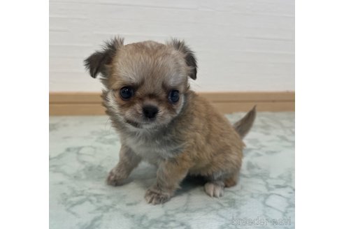成約済の香川県のチワワ(ロングコート)-337544の13枚目