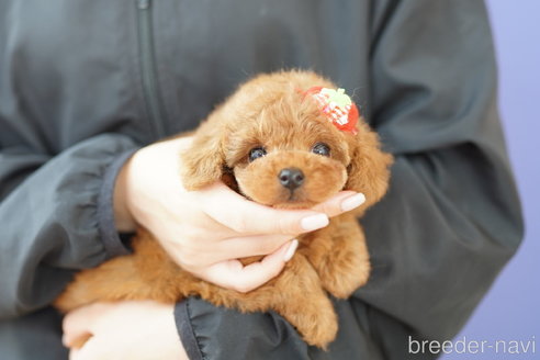 成約済の埼玉県のトイプードル-337553の4枚目