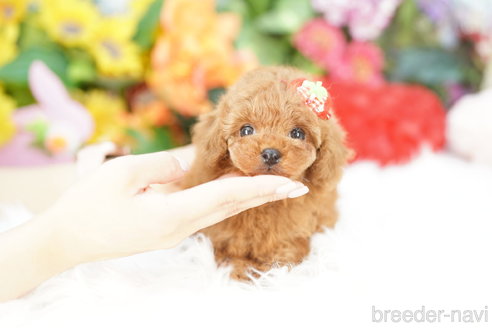 成約済の埼玉県のトイプードル-337553の3枚目