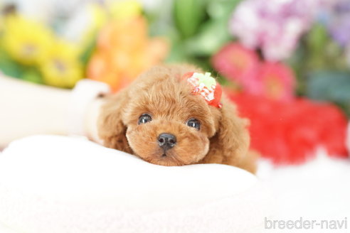 成約済の埼玉県のトイプードル-337553の2枚目