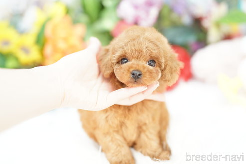 成約済の埼玉県のトイプードル-337553の1枚目