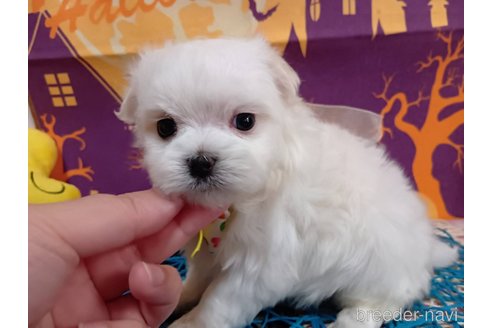 成約済の神奈川県のマルチーズ-335307の15枚目