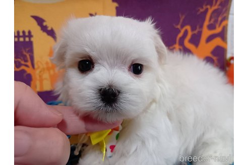 成約済の神奈川県のマルチーズ-335307の1枚目