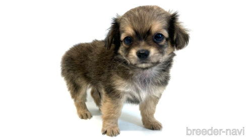 子犬