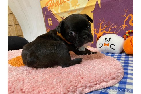 成約済の神奈川県のフレンチブルドッグ-335496の7枚目