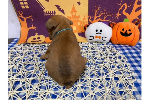 成約済の神奈川県のフレンチブルドッグ-337577の12枚目