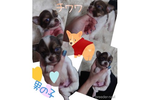 成約済の山梨県のチワワ(ロングコート)-337581の1枚目