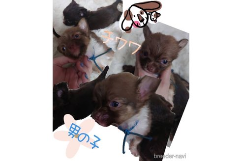 成約済の山梨県のチワワ(ロングコート)-337582の1枚目