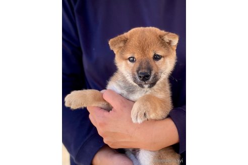 成約済の熊本県の柴犬-330564