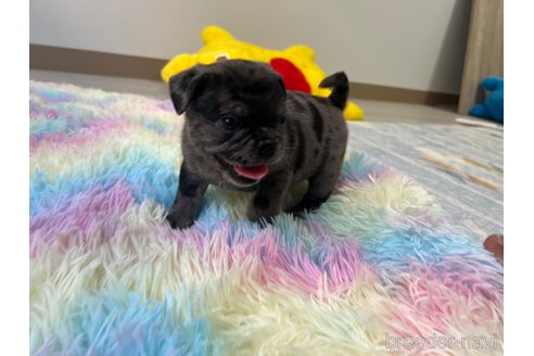 成約済の茨城県のミックス犬-336032の2枚目