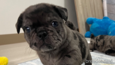 成約済の茨城県のミックス犬-336032の1枚目