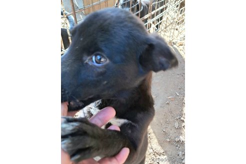商談中の千葉県のミックス犬-337610の4枚目