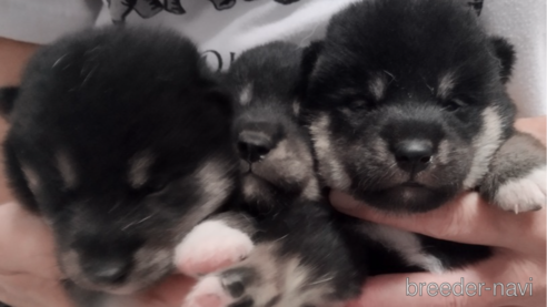 成約済の千葉県の柴犬-334770の8枚目