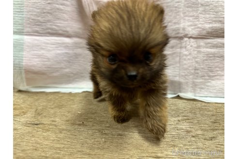 成約済の熊本県のポメラニアン-324711の4枚目