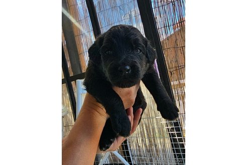 成約済の長野県のミックス犬-335880の12枚目
