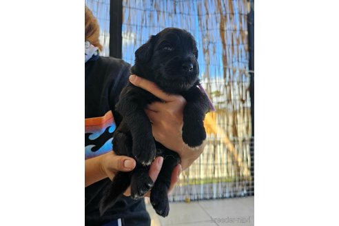 成約済の長野県のミックス犬-335880の8枚目