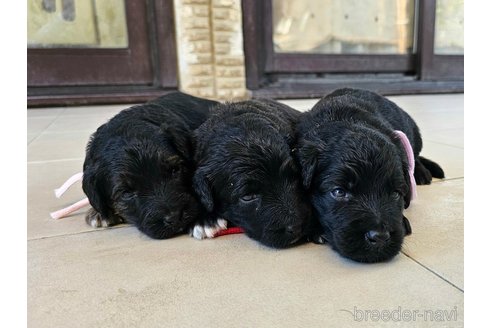 成約済の長野県のミックス犬-335880の9枚目