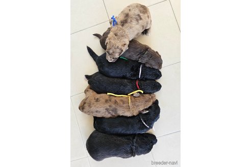 成約済の長野県のミックス犬-335879の14枚目