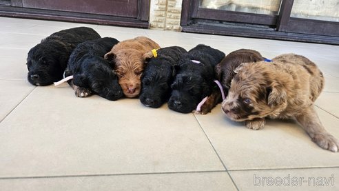 成約済の長野県のミックス犬-335878の8枚目