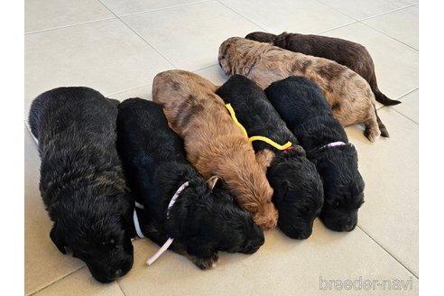 成約済の長野県のミックス犬-335878の10枚目