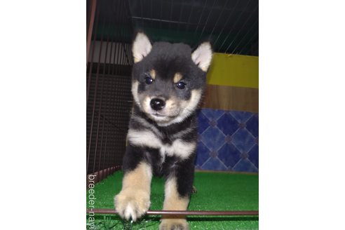 成約済の鹿児島県の柴犬-332556の4枚目