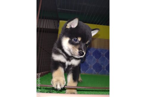 成約済の鹿児島県の柴犬-332556の3枚目