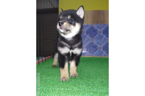 成約済の鹿児島県の柴犬-332556の2枚目