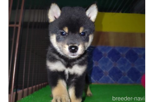 成約済の鹿児島県の柴犬-332556の1枚目