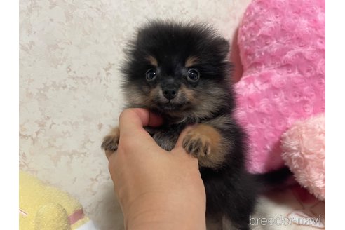 成約済の新潟県のポメラニアン-337698の5枚目