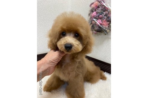 成約済の大阪府のトイプードル-318462の3枚目