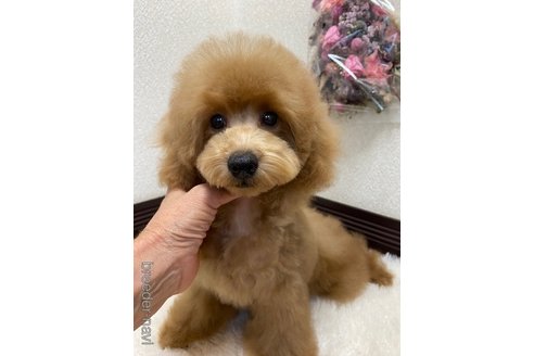 成約済の大阪府のトイプードル-318462の2枚目