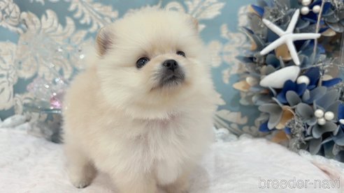 成約済の大阪府のポメラニアン-337719の1枚目