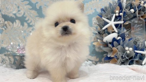 成約済の大阪府のポメラニアン-337719の2枚目