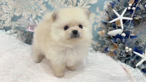 成約済の大阪府のポメラニアン-337719の5枚目