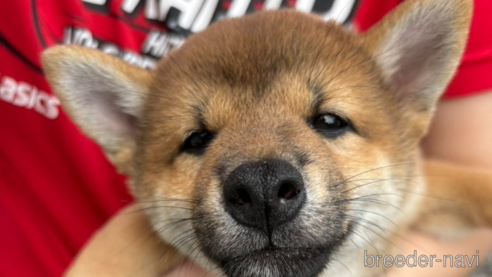 成約済の栃木県の柴犬-337726の1枚目