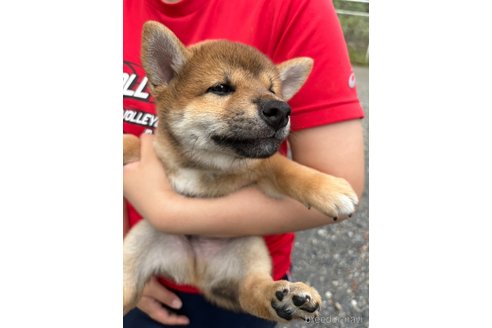 成約済の栃木県の柴犬-337726の4枚目